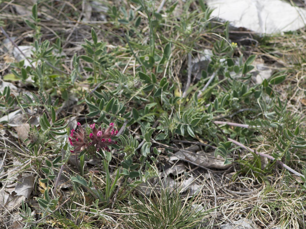 Anthyllis vulneraria ssp. rubriflora